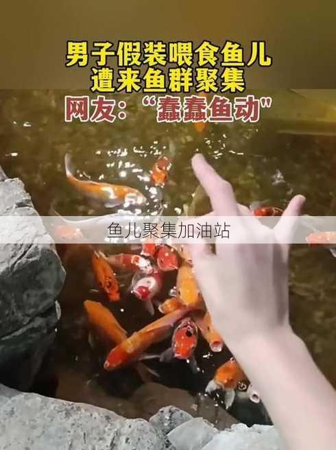 鱼儿聚集加油站