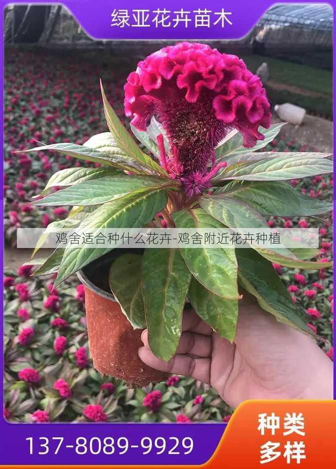 鸡舍适合种什么花卉-鸡舍附近花卉种植