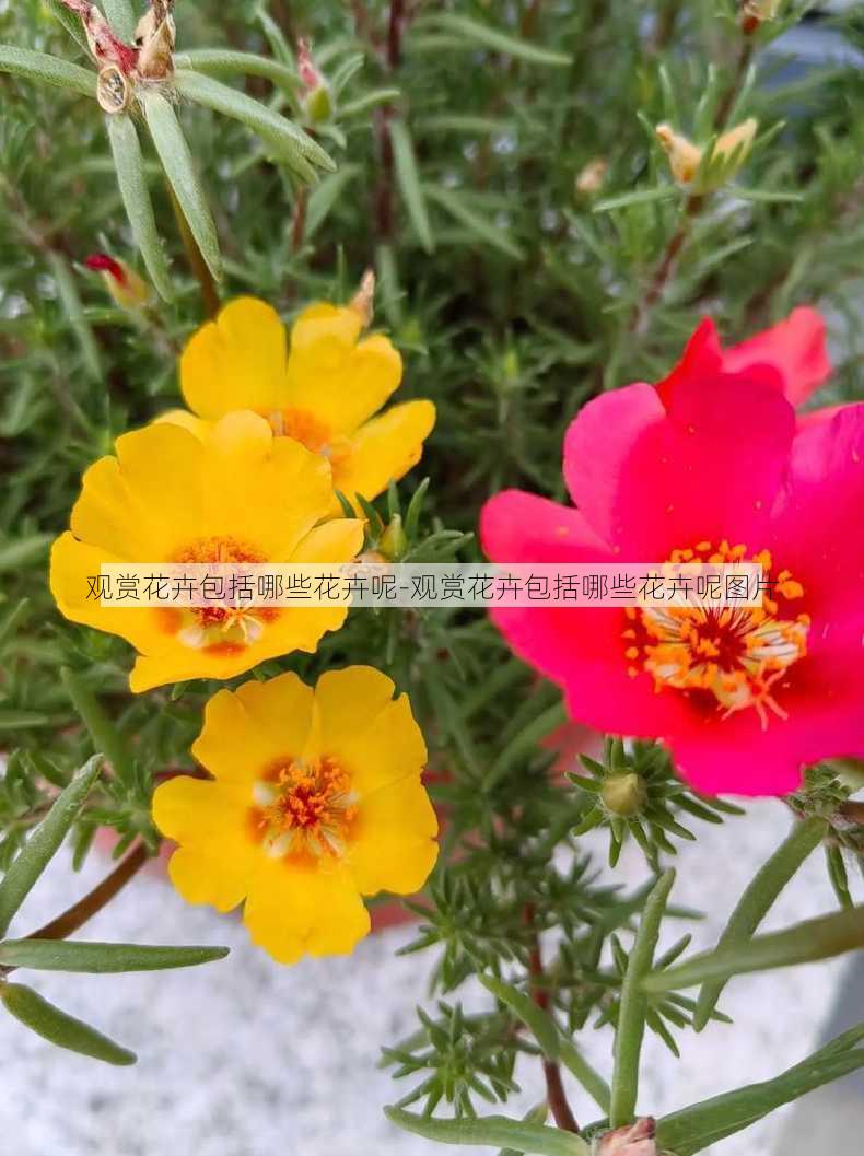 观赏花卉包括哪些花卉呢-观赏花卉包括哪些花卉呢图片