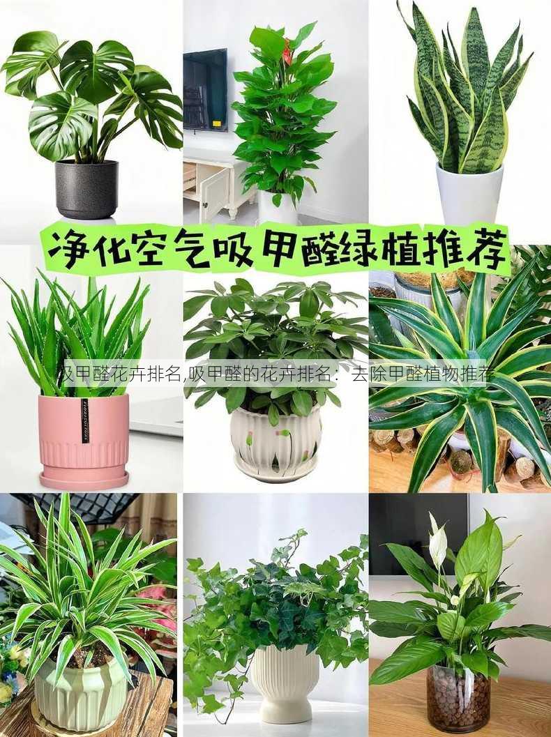 吸甲醛花卉排名,吸甲醛的花卉排名：去除甲醛植物推荐