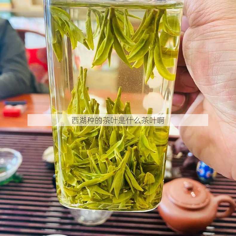 西湖种的茶叶是什么茶叶啊