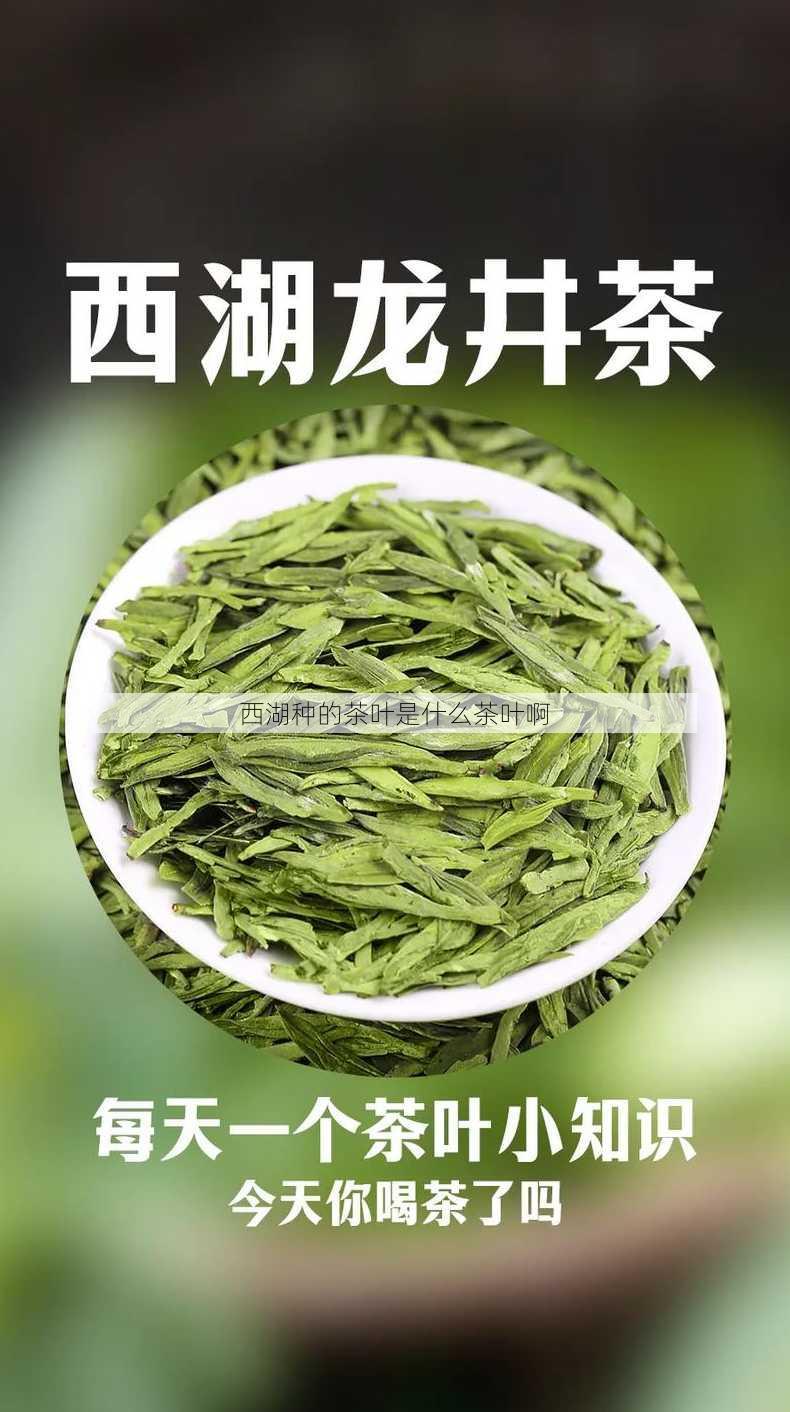 西湖种的茶叶是什么茶叶啊