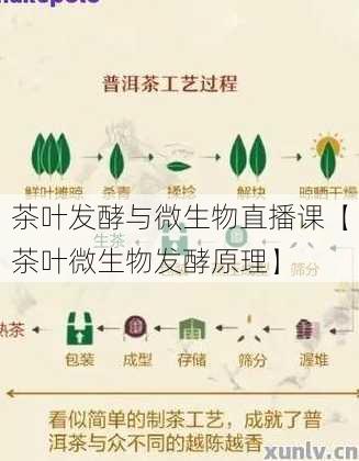 茶叶发酵与微生物直播课【茶叶微生物发酵原理】