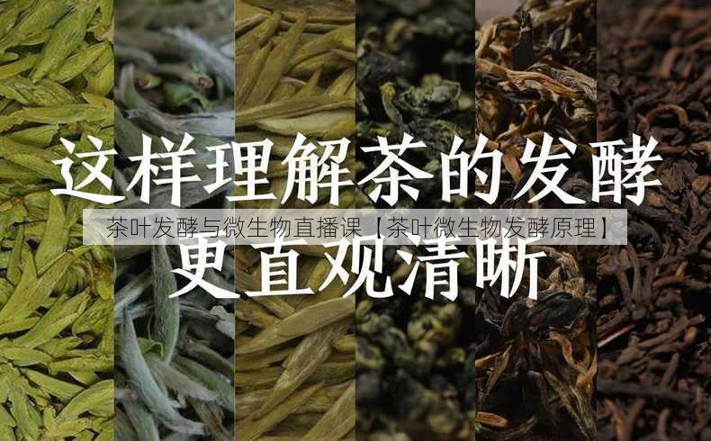 茶叶发酵与微生物直播课【茶叶微生物发酵原理】