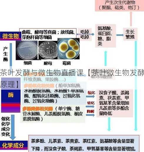 茶叶发酵与微生物直播课【茶叶微生物发酵原理】