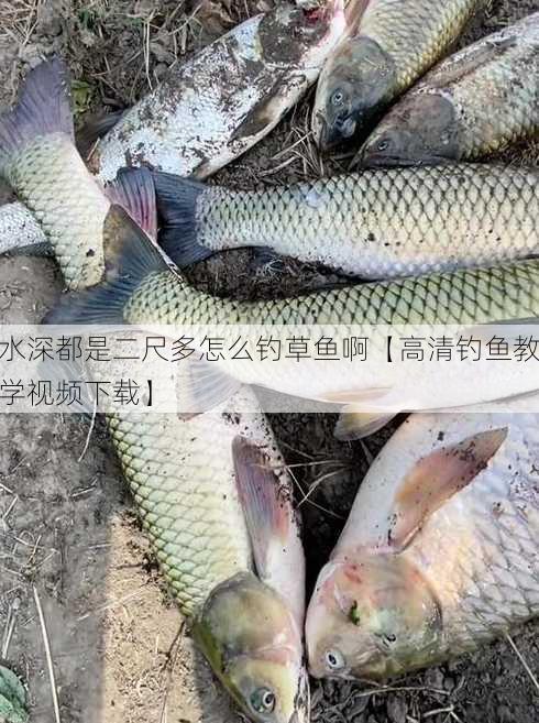 水深都是二尺多怎么钓草鱼啊【高清钓鱼教学视频下载】