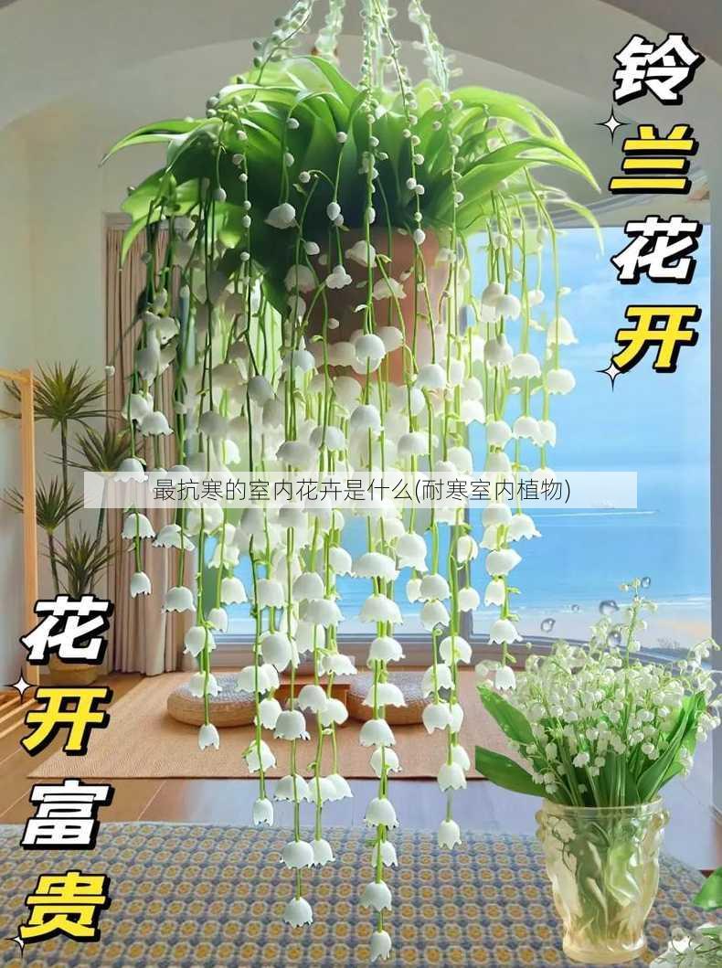 最抗寒的室内花卉是什么(耐寒室内植物)