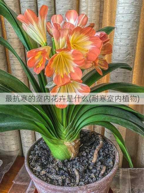 最抗寒的室内花卉是什么(耐寒室内植物)