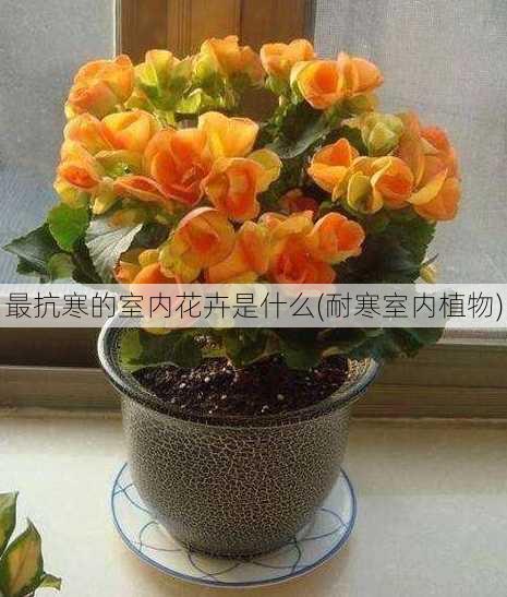 最抗寒的室内花卉是什么(耐寒室内植物)