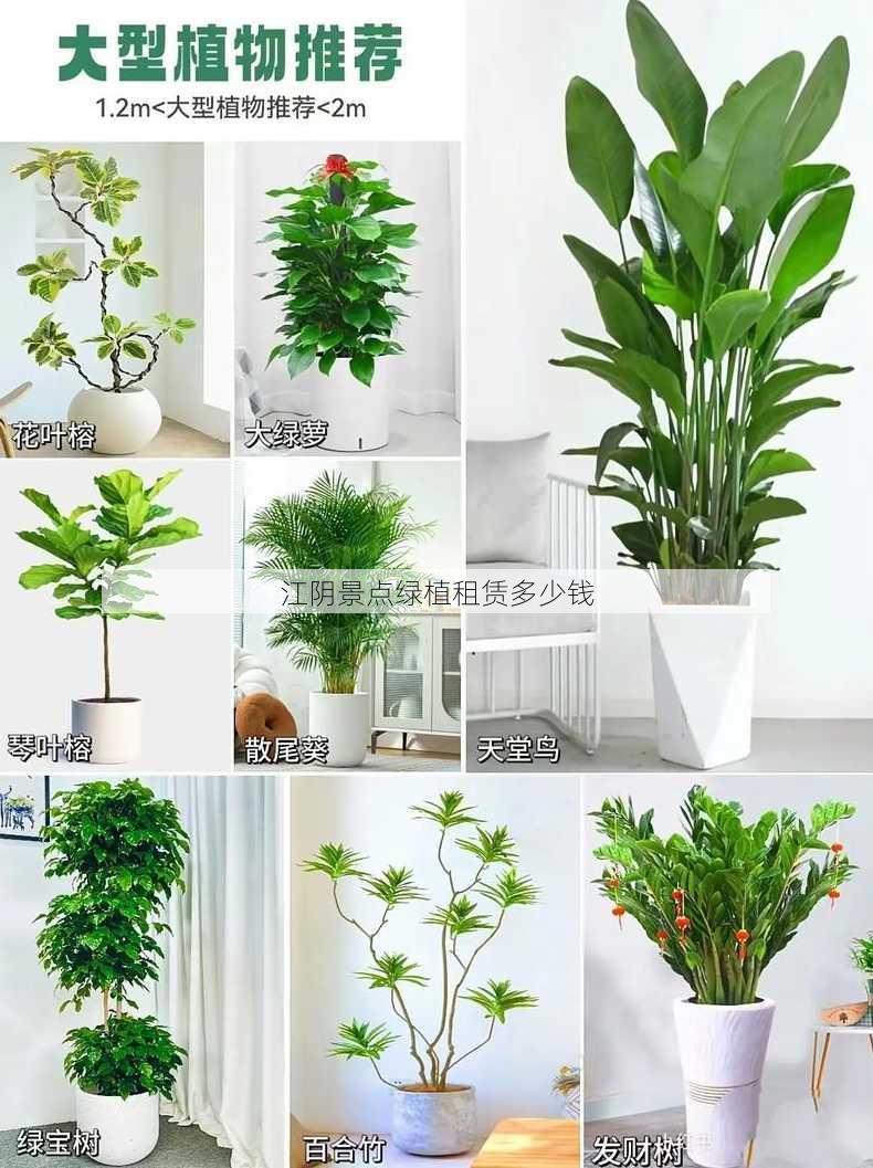 江阴景点绿植租赁多少钱