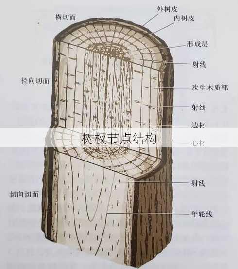 树杈节点结构