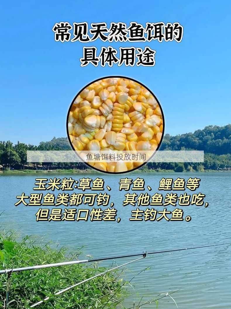 鱼塘饵料投放时间