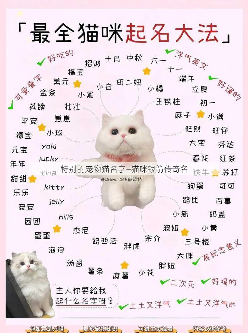 特别的宠物猫名字—猫咪银箭传奇名