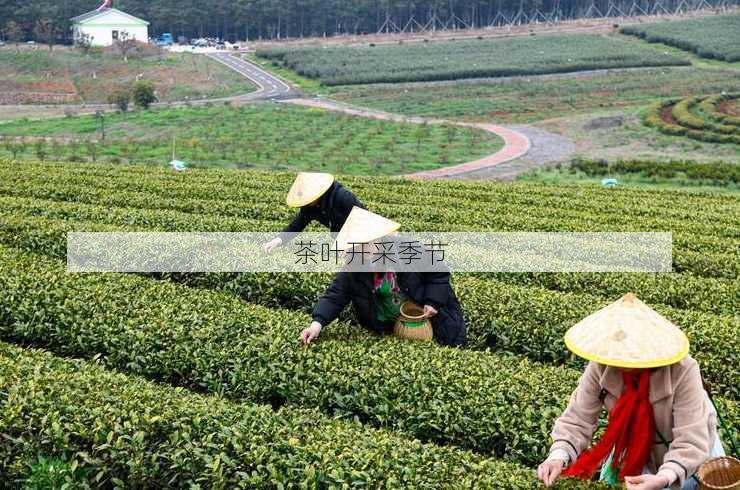 茶叶开采季节