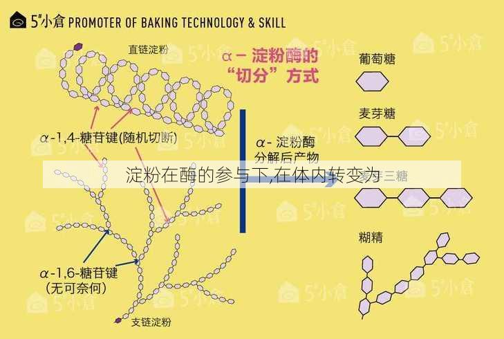 淀粉在酶的参与下,在体内转变为