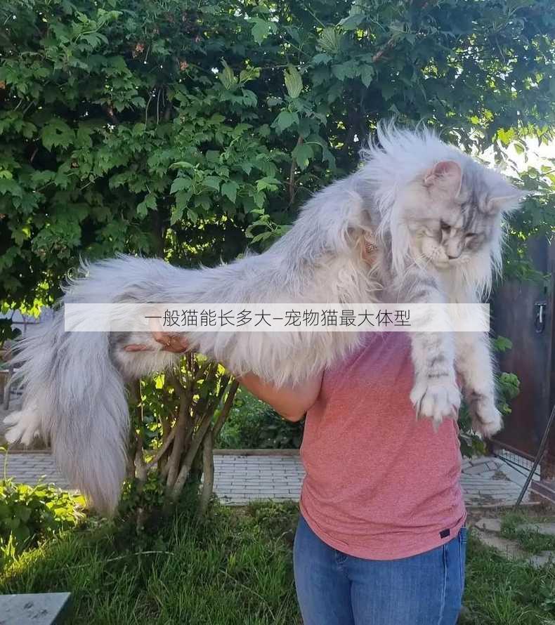 一般猫能长多大—宠物猫最大体型