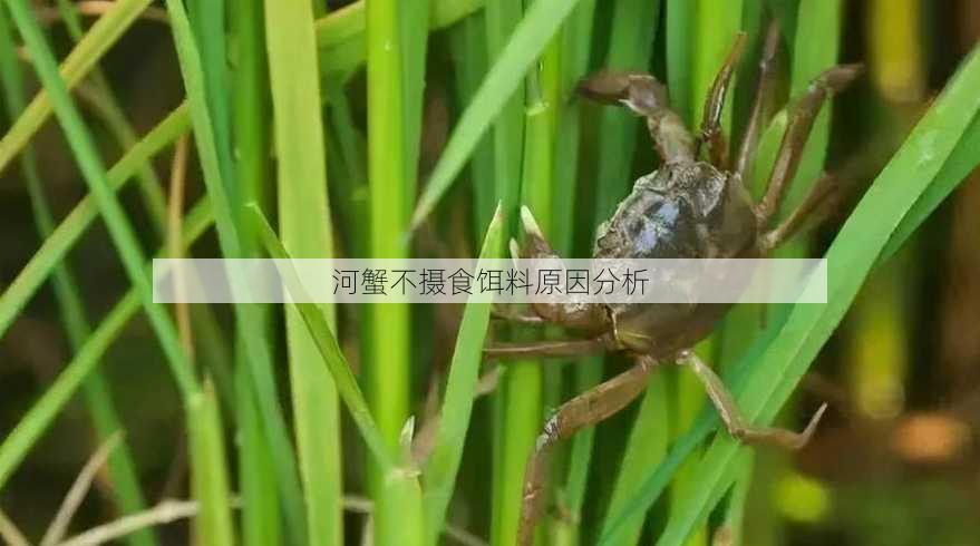 河蟹不摄食饵料原因分析